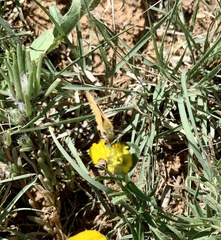 Copaeodes aurantiaca