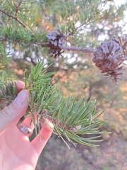 Pinus banksiana