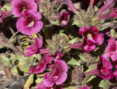 Diplacus constrictus