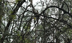 Setophaga occidentalis