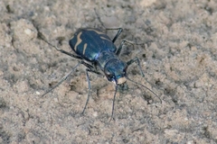 Cicindela tranquebarica