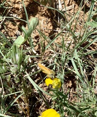 Copaeodes aurantiaca