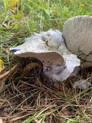 Hypomyces lateritius