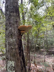 Inonotus quercustris