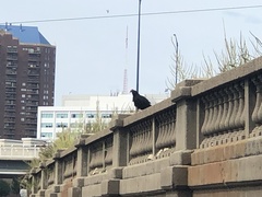Cathartes aura