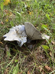Lactarius indigo