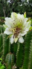 Cereus