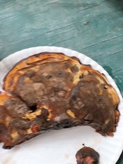 Inonotus quercustris