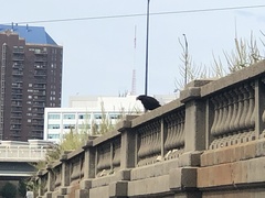 Cathartes aura