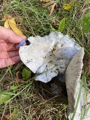Lactarius indigo