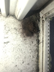 Stemonitis splendens