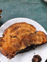 Inonotus quercustris