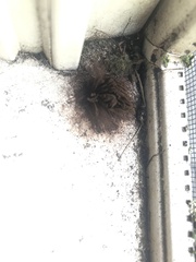 Stemonitis splendens