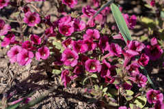 Diplacus constrictus