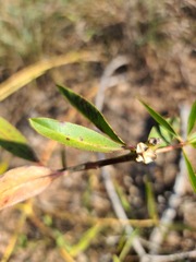 Stillingia sylvatica