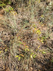 Stillingia sylvatica