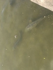Cyprinus carpio