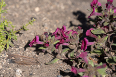 Diplacus constrictus