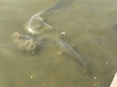 Cyprinus carpio