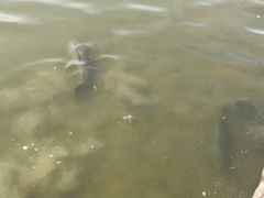 Cyprinus carpio