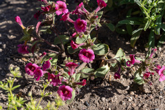 Diplacus constrictus