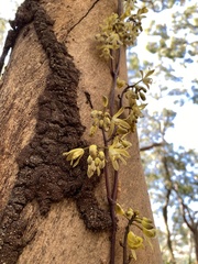 Erythrorchis cassythoides