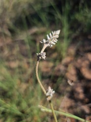 Froelichia floridana