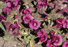 Diplacus constrictus