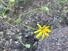 Senecio flaccidus monoensis