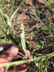 Froelichia floridana