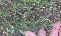 Senecio flaccidus monoensis