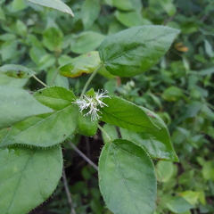 Croton ciliatoglandulifer