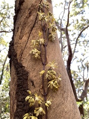 Erythrorchis cassythoides