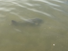 Cyprinus carpio