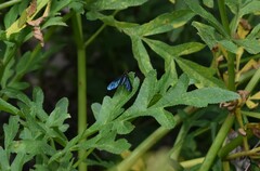 Cyananthrax cyanopterus