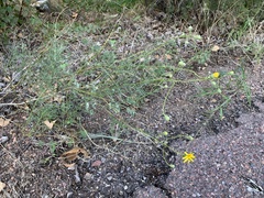 Senecio flaccidus monoensis