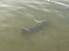 Cyprinus carpio