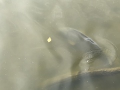 Cyprinus carpio