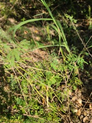 Desmanthus illinoensis