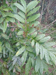 Matayba elaeagnoides