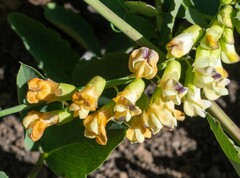 Lathyrus sulphureus