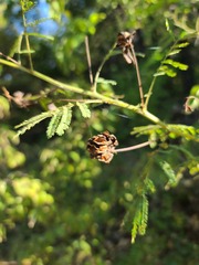 Desmanthus illinoensis