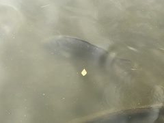 Cyprinus carpio