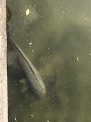 Cyprinus carpio