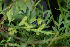 Cyananthrax cyanopterus