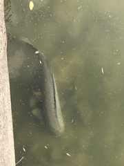 Cyprinus carpio
