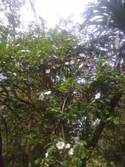 Brunfelsia australis