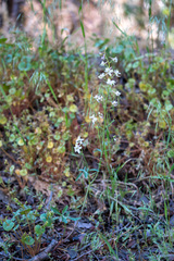 Delphinium gracilentum