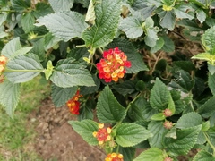 Lantana horrida