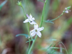 Delphinium gracilentum